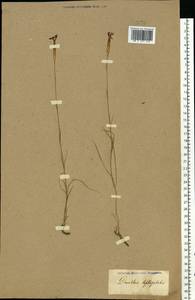 Гвоздика узколепестная Willd., Восточная Европа (без точных пунктов) (E0) (Неизвестно)