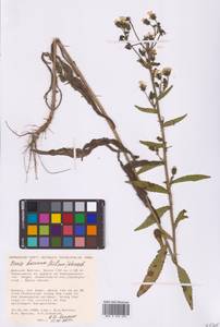 Picris japonica subsp. japonica, Сибирь, Дальний Восток (S6) (Россия)