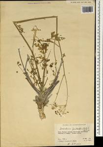 Zeravschania ferulifolia (Gilli) Pimenov, Зарубежная Азия (ASIA) (Афганистан)