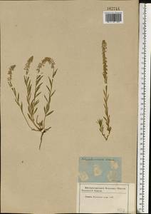 Истод хохлатый Schkuhr, Восточная Европа, Московская область и Москва (E4a) (Россия)