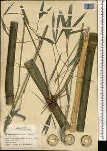 Бамбук многосложный (Lour.) Raeusch. ex Schult.f., Зарубежная Азия (ASIA) (Япония)