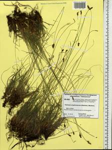 Carex simpliciuscula Wahlenb., Сибирь, Центральная Сибирь (S3) (Россия)