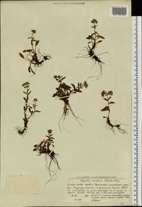 Незабудка альпийская F.W.Schmidt, Восточная Европа, Северный район (E1) (Россия)