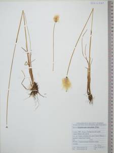Пушица Шамиссо C.A.Mey., Сибирь, Дальний Восток (S6) (Россия)