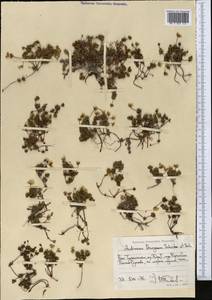 Androsace chamaejasme subsp. lehmanniana (Spreng.) Hultén, Средняя Азия и Казахстан, Памир и Памиро-Алай (M2) (Таджикистан)
