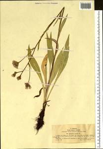 Соссюрея мелкоцветковая, Горькуша мелкоцветковая (Poir.) DC., Сибирь, Западный (Казахстанский) Алтай (S2a) (Казахстан)