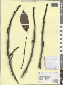 Pterocarya fraxinifolia (Poir.) Spach, Кавказ, Азербайджан (K6) (Азербайджан)