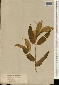 Lilium japonicum Thunb., Зарубежная Азия (ASIA) (Япония)