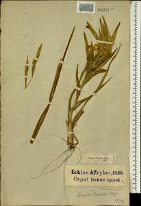 Ferraria ferrariola (Jacq.) Willd., Африка (AFR) (ЮАР)
