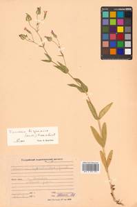 Gypsophila vaccaria (L.) Sm., Сибирь, Дальний Восток (S6) (Россия)