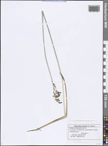 Anthoxanthum nitens (Weber) Y.Schouten & Veldkamp, Восточная Европа, Средневолжский район (E8) (Россия)