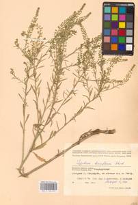 Клоповник густоцветковый Schrad., Восточная Европа, Западный район (E3) (Россия)