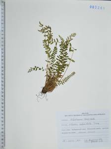 Вудсия полусердцевидная Turcz., Сибирь, Дальний Восток (S6) (Россия)