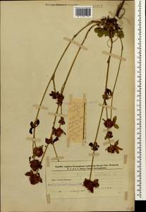 Клевер луговой L., Кавказ, Азербайджан (K6) (Азербайджан)