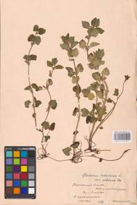 MHA 0 155 859, Будра плющевидная L., Восточная Европа, Центральный лесостепной район (E6) (Россия)