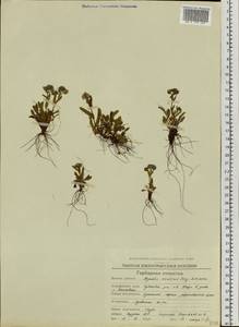 Незабудка альпийская F.W.Schmidt, Сибирь, Чукотка и Камчатка (S7) (Россия)