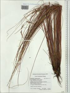 Carex buchananii Berggr., Австралия и Океания (AUSTR) (Новая Зеландия)
