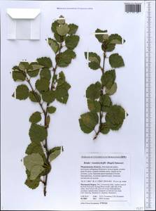 Betula pubescens var. kusmisscheffii (Regel) Gürke, Восточная Европа, Северный район (E1) (Россия)