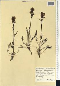 Мытник судетский Willd., Сибирь, Центральная Сибирь (S3) (Россия)