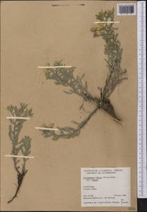 Heterotheca villosa (Pursh) Shinners, Америка (AMER) (Канада)