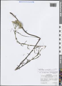 Тысячелистник обыкновенный L., Восточная Европа, Средневолжский район (E8) (Россия)