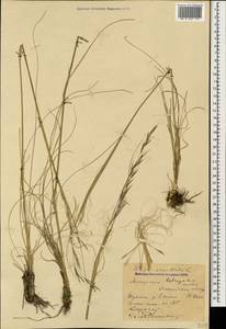 Ковыль волосатик, Тырса L., Кавказ, Ставропольский край, Карачаево-Черкесия, Кабардино-Балкария (K1b) (Россия)