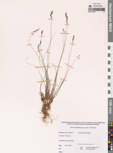 Мятлик сизый, Сибирь, Чукотка и Камчатка (S7) (Россия)