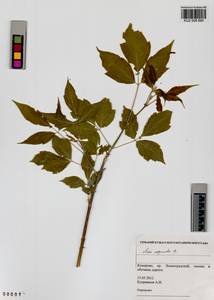 Клен ясенелистный, Клен американский L., Сибирь, Алтай и Саяны (S2) (Россия)