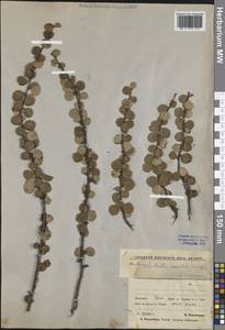 Береза железистая Michx., Сибирь, Якутия (S5) (Россия)