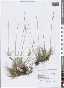 Овсяница овечья L., Сибирь, Западная Сибирь (S1) (Россия)