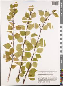 Betula pubescens subsp. pubescens, Восточная Европа, Северный район (E1) (Россия)