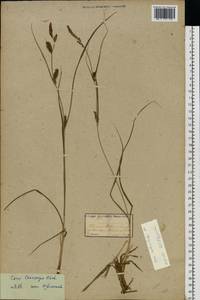 Осока черноколосая M.Bieb. ex Willd., Восточная Европа, Молдавия (E13a) (Молдавия)