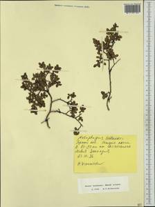 Nothofagus solandri (Hook.f.) Oerst., Австралия и Океания (AUSTR) (Новая Зеландия)