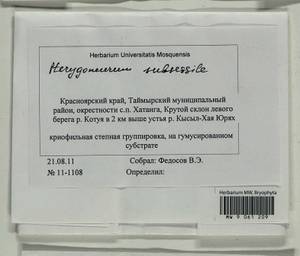 Pterygoneurum subsessile (Brid.) Jur., Гербарий мохообразных, Мхи - Красноярский край, Тыва и Хакасия (B17) (Россия)