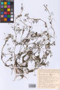 Лютик Риона, Шелковник Риона Lagger, Восточная Европа, Нижневолжский район (E9) (Россия)