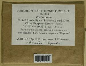 Pohlia cruda (Hedw.) Lindb., Гербарий мохообразных, Мхи - Центральное Нечерноземье (B6) (Россия)