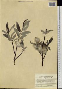 Ива лопарская L., Сибирь, Западная Сибирь (S1) (Россия)