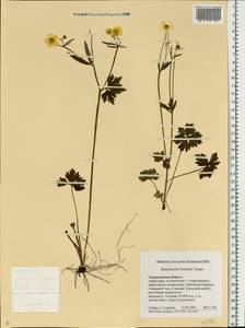 Лютик близкий C.A.Mey., Восточная Европа, Восточный район (E10) (Россия)