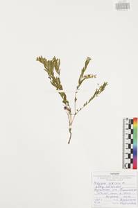 Истод сибирский L., Восточная Европа, Центральный район (E4) (Россия)