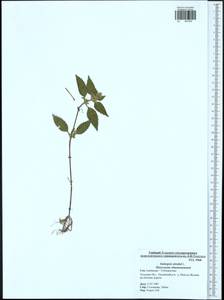 Пикульник обыкновенный L., Восточная Европа, Центральный район (E4) (Россия)