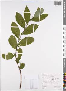 Ива [гибрид], Восточная Европа, Северный район (E1) (Россия)