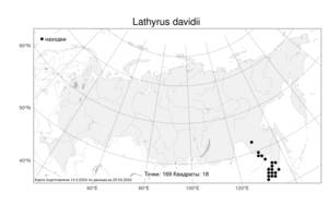Lathyrus davidii, Чина Давида Hance, Атлас флоры России (FLORUS) (Россия)