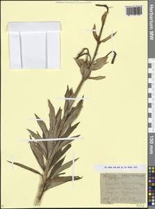 Лилия Совича Fisch. & Avé-Lall., Кавказ, Грузия (K4) (Грузия)