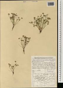 Ситник лягушачий Songeon & E.P.Perrier, Монголия (MONG) (Монголия)