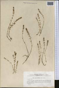 Rotala densiflora (Roem. & Schult.) Koehne, Средняя Азия и Казахстан, Сырдарьинские пустыни и Кызылкумы (M7) (Узбекистан)
