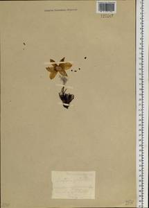 Прострел желтеющий (Zucc.) Zāmelis, Сибирь, Центральная Сибирь (S3) (Россия)