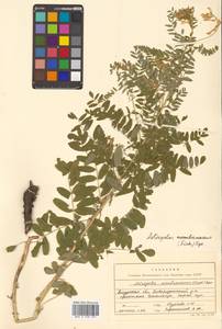 Астрагал повислоцветковый Lam., Сибирь, Дальний Восток (S6) (Россия)