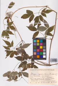 Княжик сибирский (L.) Mill., Восточная Европа, Восточный район (E10) (Россия)