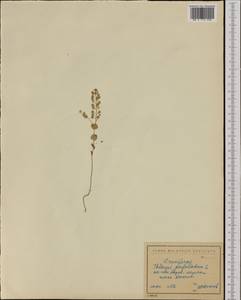 Noccaea perfoliata (L.) Al-Shehbaz, Западная Европа (EUR) (Болгария)