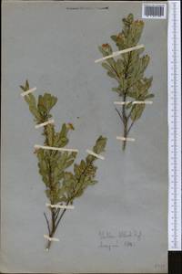 Wikstroemia alberti (Regel) Mottet, Средняя Азия и Казахстан, Западный Тянь-Шань и Каратау (M3) (Казахстан)